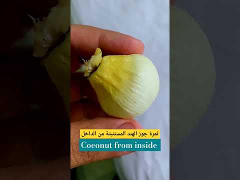    ثمرة جوز الهند المستنبتة من اكسبلور ساحل  جوزالهند الداخل