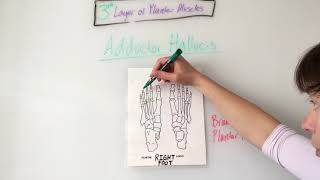 Foot Muscles Anatomy