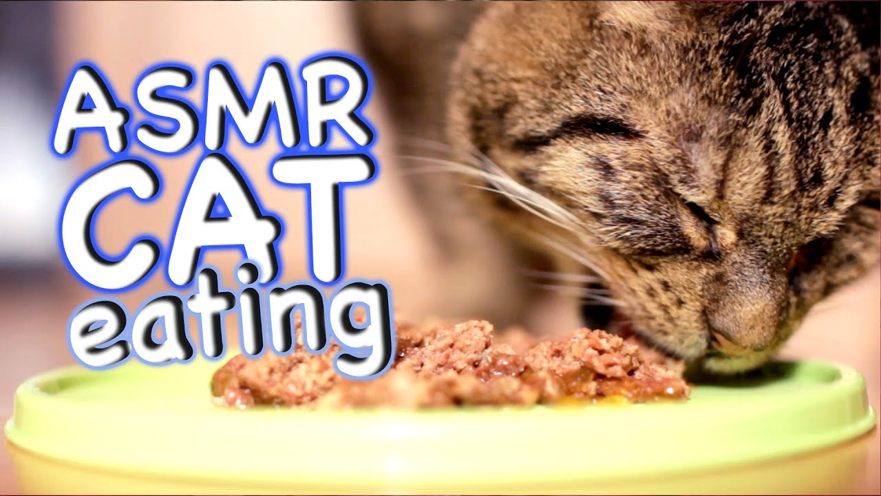 ASMR Cat Eating 9 YouTube