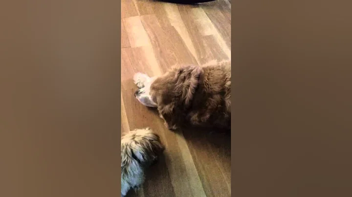 Macy chewing on rawhide with Tucker