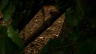 The Open Window - Trailer