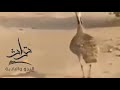 ما بين لدغات القرايب والاجناب الاردن الحويطات الكرك شعر بدوي 