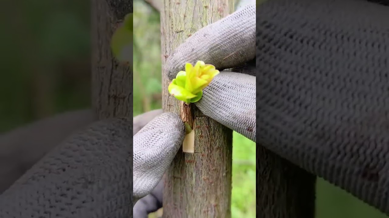 technology The main methods of spring grafting are branch grafting and xylem bud grafting. Spring