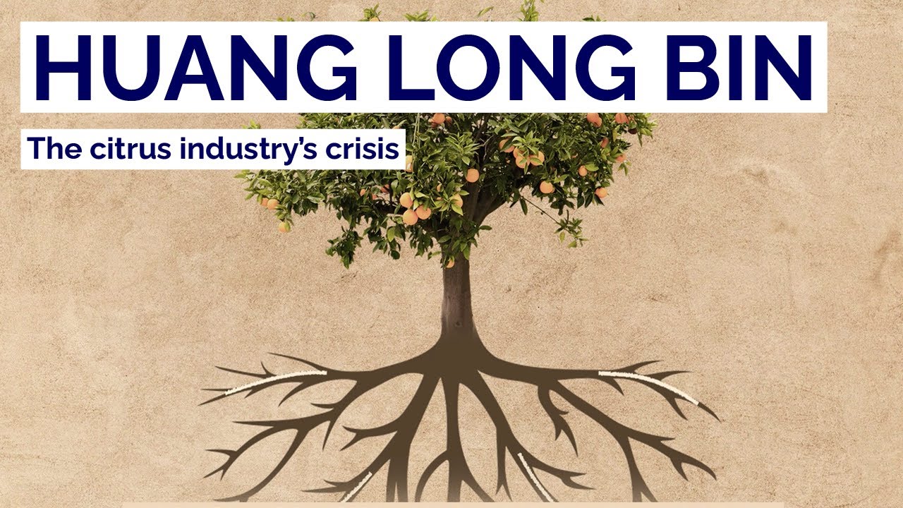 Huang Long Bin: The Citrus Industry's Crisis