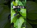 黒いカエル🐸がいた