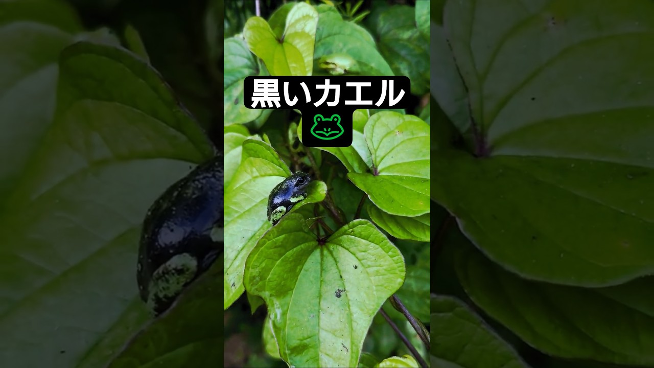 黒いカエル🐸がいた