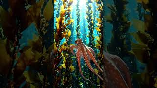 #octopus #octopusdeploy #giantanimal #octopusdeploy
