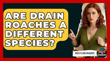 Are Drain Roaches A Different Species? - Insects and Invaders