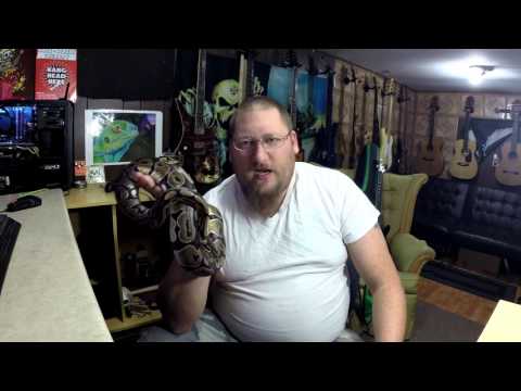 Meet Loki the normal Python Regius