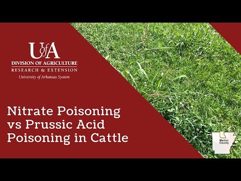 Nitrate vs Prussic Acid Poisoning in Cattle