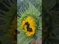 വിരിഞ്ഞുവരുന്ന വീട്ടിലെസൂര്യകാന്തി❤️#lifeinitaly#dailyvlogs#sunflower#malayalam#shortvideo#ytshorts