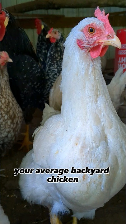 How Long Do Chickens Live? #chicken #backyardchickens