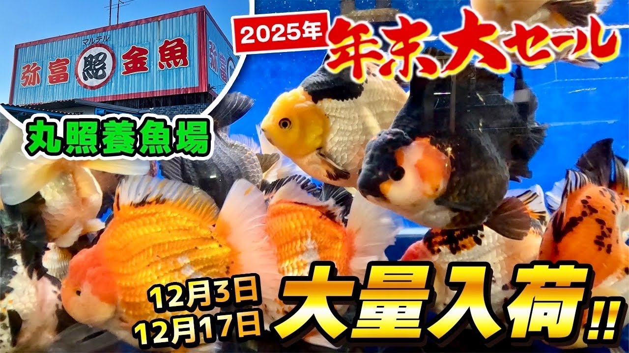 【丸照養魚場】年に一度の「年末大セール」まだまだ終わりません！3日、17日に大量入荷した金魚をご紹介‼︎あの人気金魚もまさかの価格で⁉︎