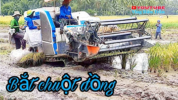 Ký ức miền quê | Cắt lúa bắt chuột đồng.