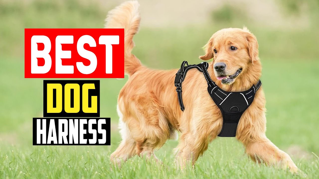 ✅Top 5 Best Dog Harness For Pitbulls in 2025
