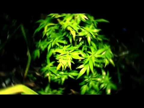 Miky Ding La -Weed Toulé jou