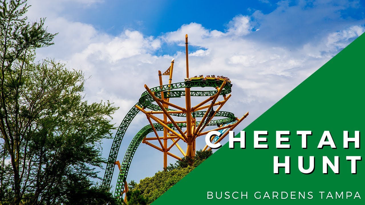 Cheetah Hunt - Busch Gardens Tampa - YouTube