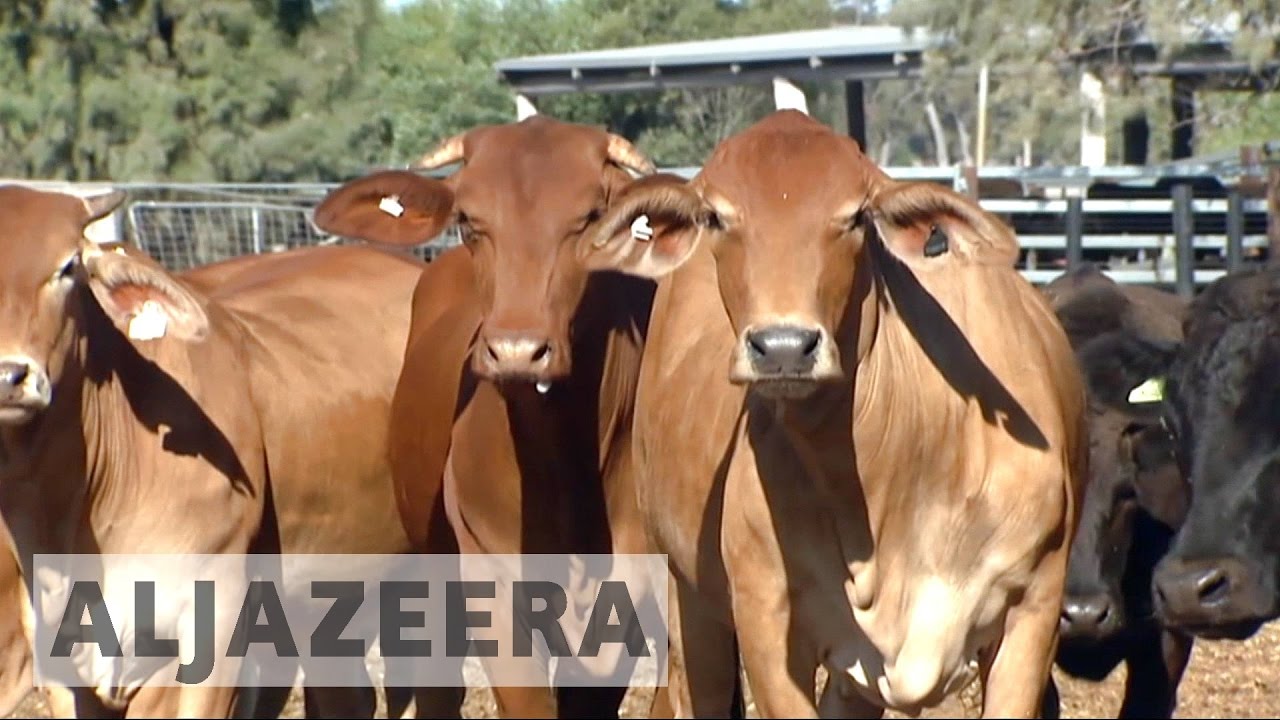 أستراليا تسعى لتعزيز صادرات لحوم الأبقار الصينية وسط الخلاف مع البرازيل