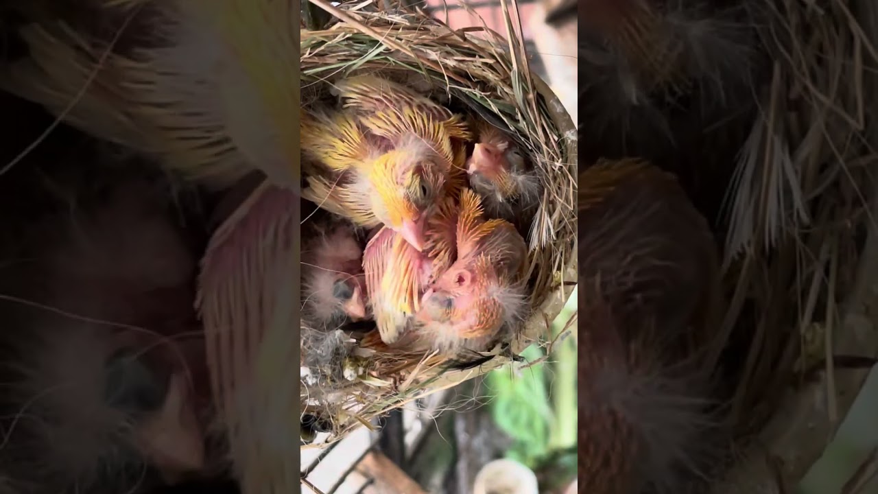 Baby canary chicks shuffling in their nest