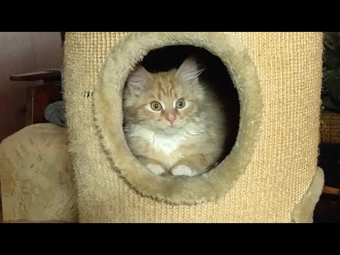 Марсик - зажигает! Marsik is an active cat!