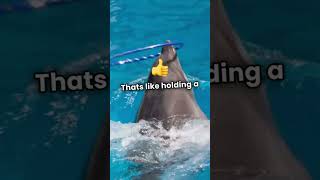 Sleepy Dolphin's Magical Night Swim!