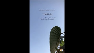 Surah Ha-meem As-Sajdah سورة حميم السجدة❤️Verse 37-38