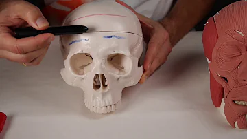 Qual é a função do músculo frontal?