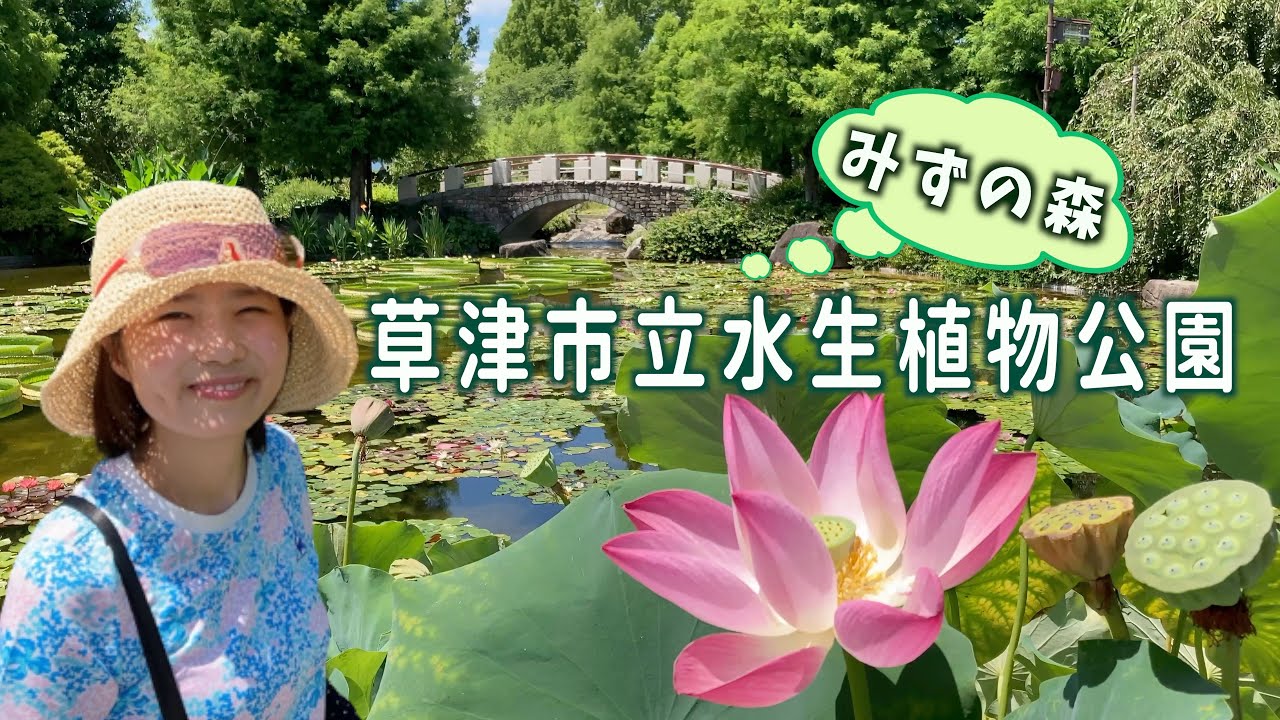草津市立水生植物公園みずの森 スイレンとハスが綺麗だよ Youtube 草津市立水生植物公園みずの森 スイレンとハスが綺麗だよ Youtube