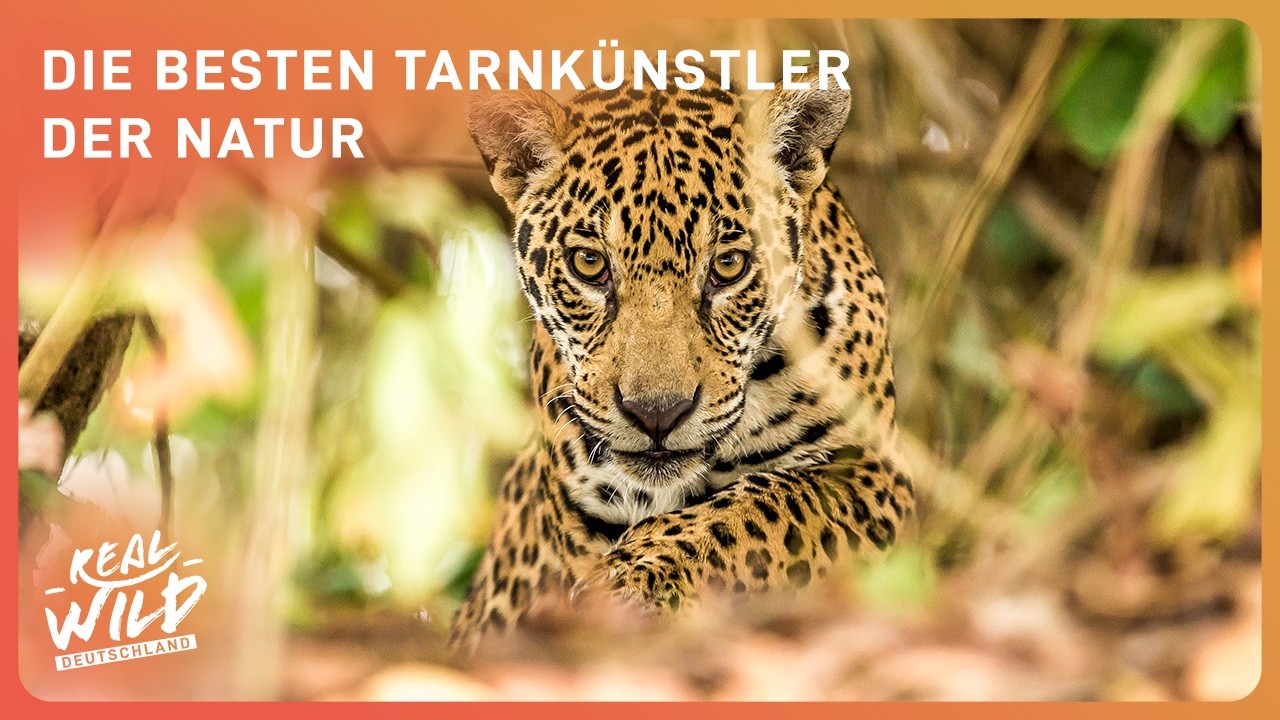 Art Von Natur Doku Im Fernsehen Oder Kino Die beeindruckendsten Tarnkünstler der Natur | Doku | Real Wild