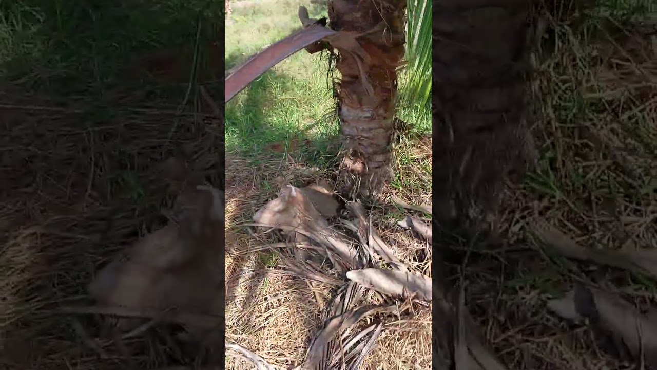 #Thanh lý vườn dừa 45 cây# 7/7 Hẻm 13Khu phố 18, phường Tân Ninh Tỉnh Tây Ninh #xuhuongtrongsinhthai