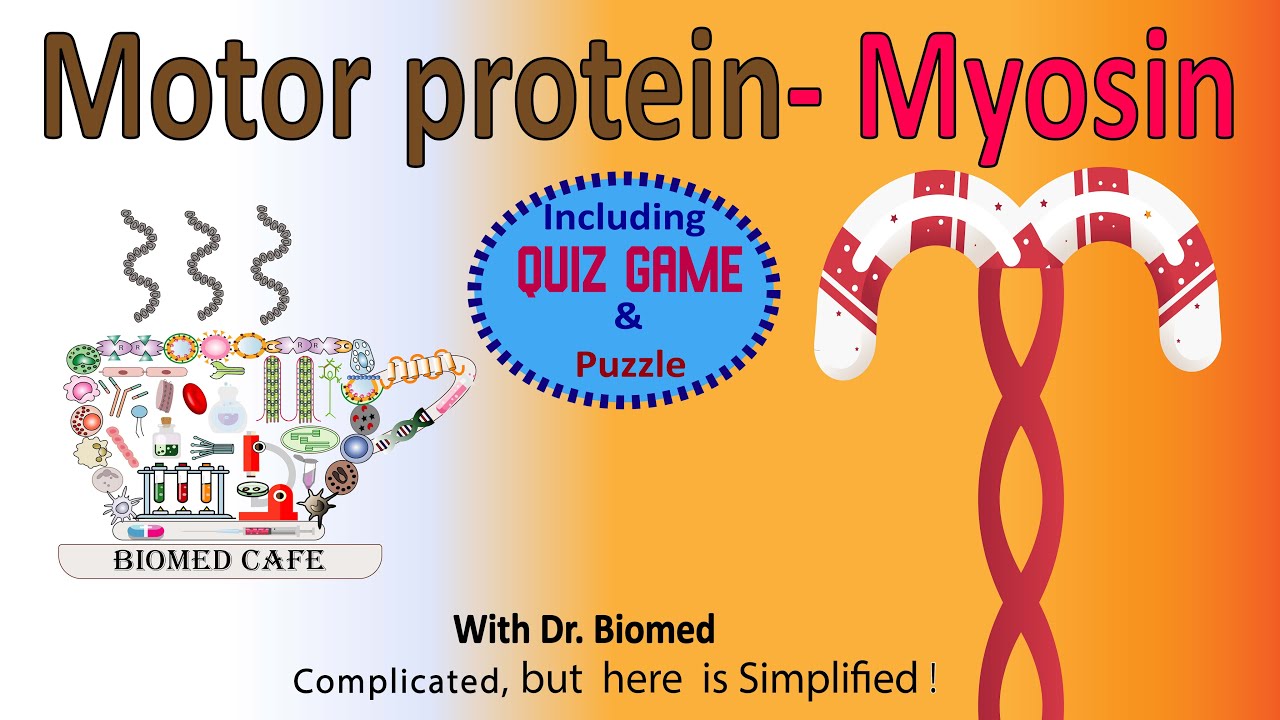 Motor protein Myosin Structure and Function YouTube