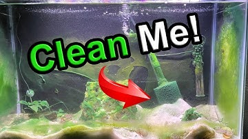 Master Sponge Filter Maintenance: Keep Tanks Pristine!