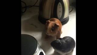 How to weigh your hamster BLOOPER