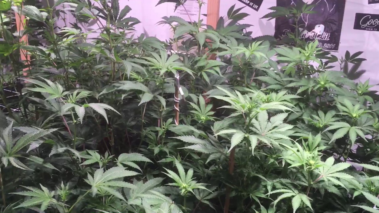 315 Lec week 1 flower