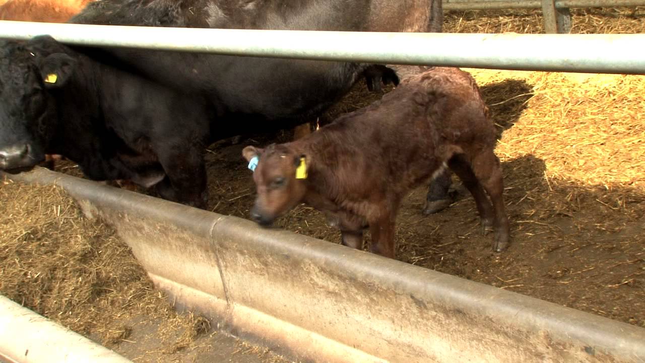 Beef market update YouTube