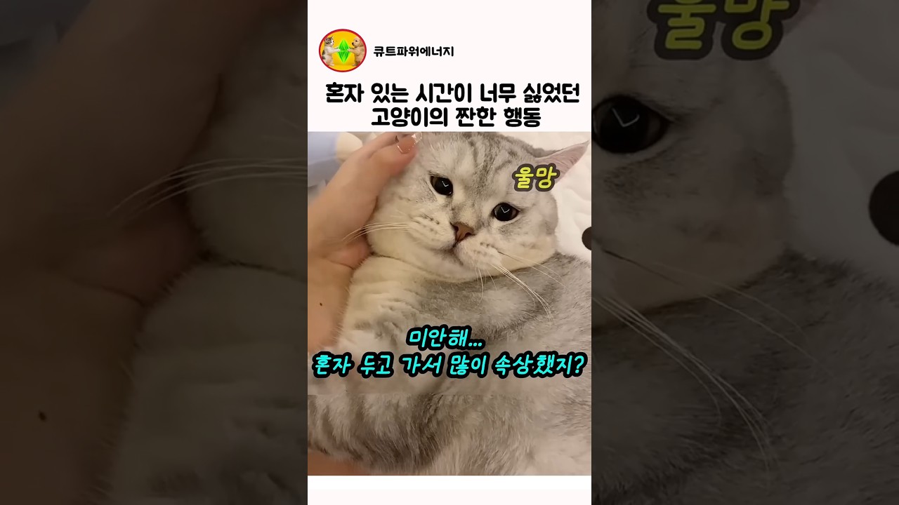 혼자 있는 시간이 너무 싫었던 고양이의 짠한 행동