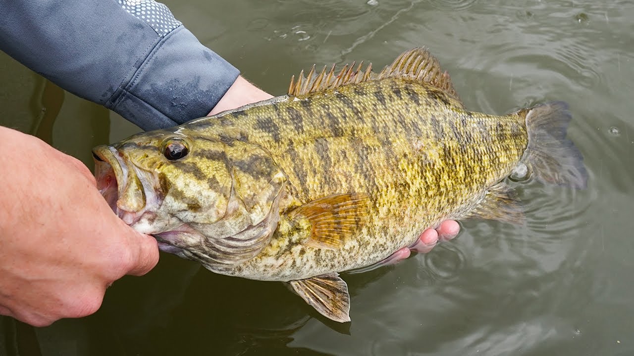 Smallmouth Bass River Fishing FROM SHORE (Tips) YouTube