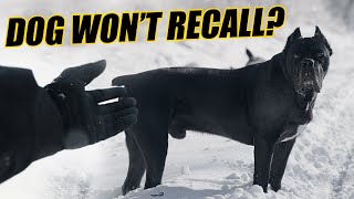 Secret To Amazing Cane Corso Recall by Jason Corey 6,296 views 3 weeks ago 11 minutes, 13 seconds