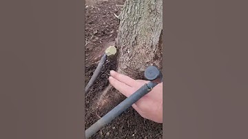 Root Flare Excavation: Saving Your Tree from Girdling Roots #shorts