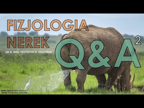 Fizjologia nerek: Q&A część 2