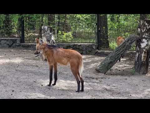 A pair of maned wolves