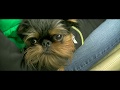 Hector the Brussels Griffon tries Agility の動画、YouTube動画。
