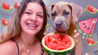 WATERMELON DOG TREAT 😋🍉 yummy DIY frozen puppy pops by Tawny Antle 15,472 views 3 years ago 13 minutes, 22 seconds