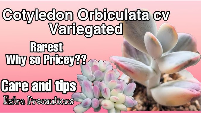 Cotyledon Orbiculata Cv Variegated Knowing The Growth Cycle Care Tips Youtube