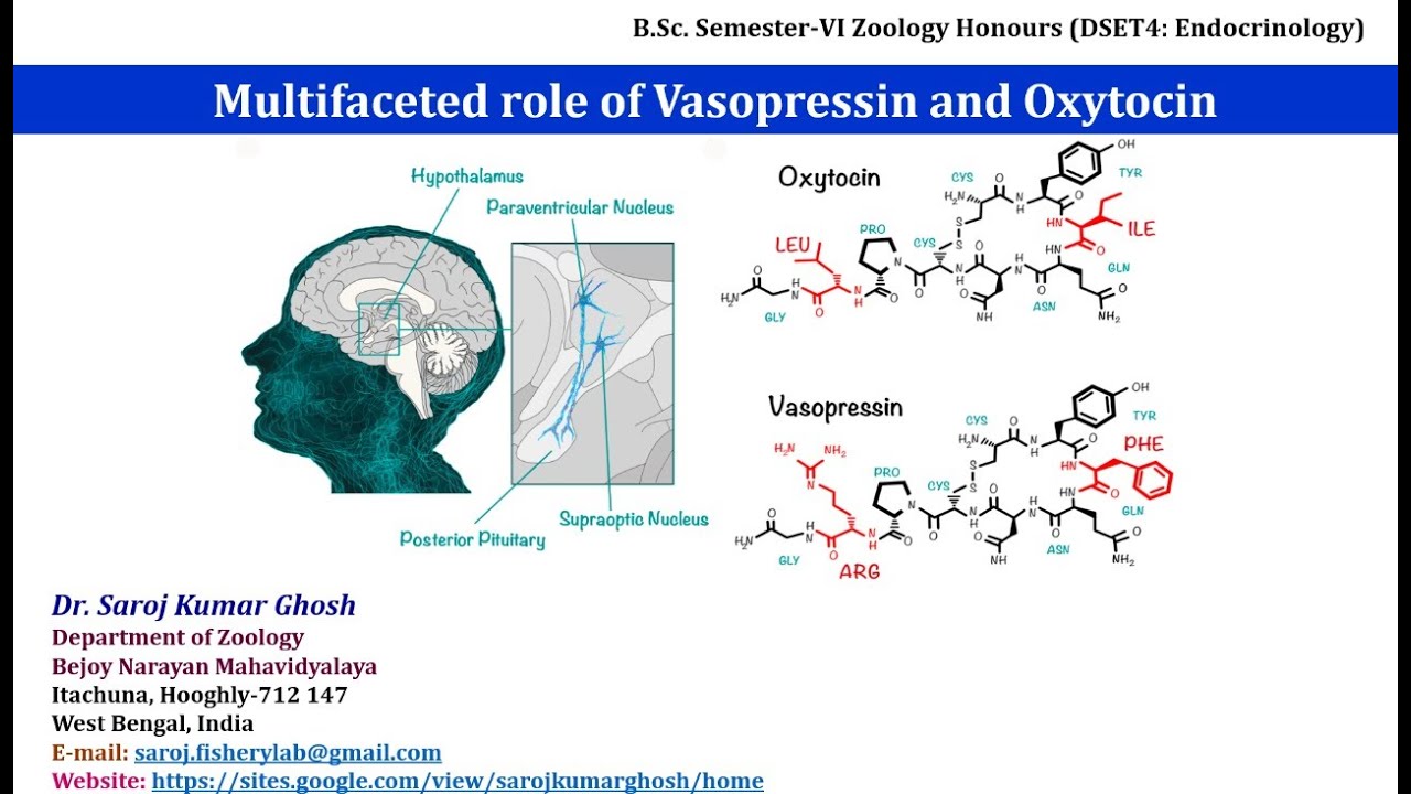 Multifaceted role of Vasopressin and Oxytocin - YouTube