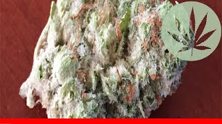 Lifesaver - All About This Strain