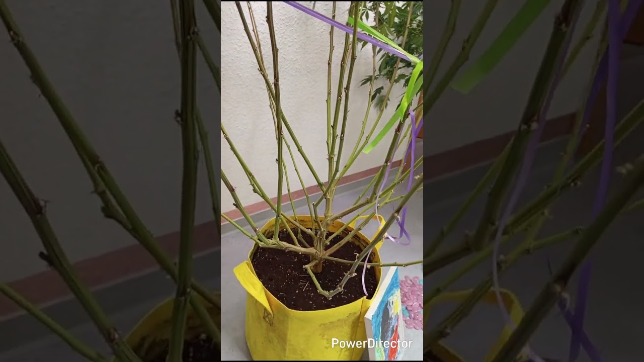 WildWest Grow25 💚🤙🏻 Purple Kush 💜 Jack Herer / HomeGrow