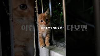 창문앞에 새끼낳은 고양이 닭가슴살 삶아주기