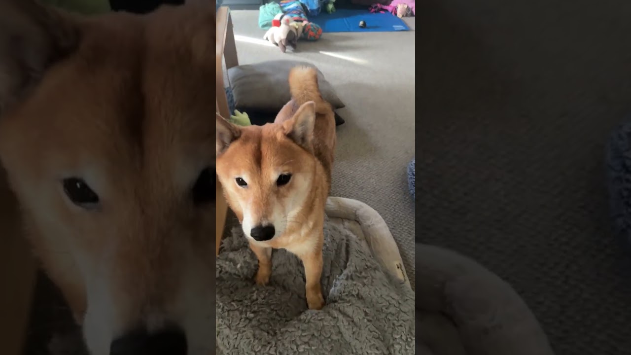 Shiba Destroys Bed and Hope