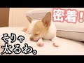 近頃太り気味なチワワの1日に密着したら原因がほぼ判明w